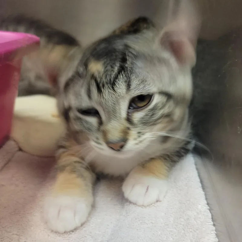 A baby medium-sized female Brown / Chocolate Domestic Short Hair cat named Enchilada for adoption in Plover, WI