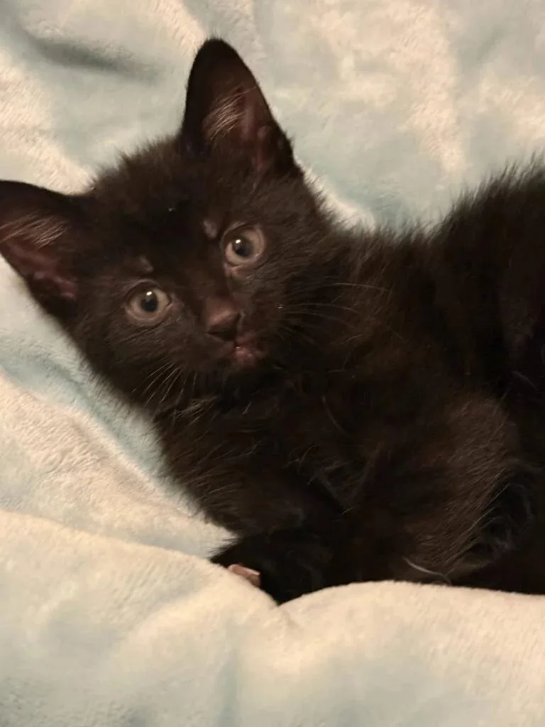 A baby medium-sized male Black Domestic Short Hair cat named Grasshopper for adoption in Reynoldsburg, OH