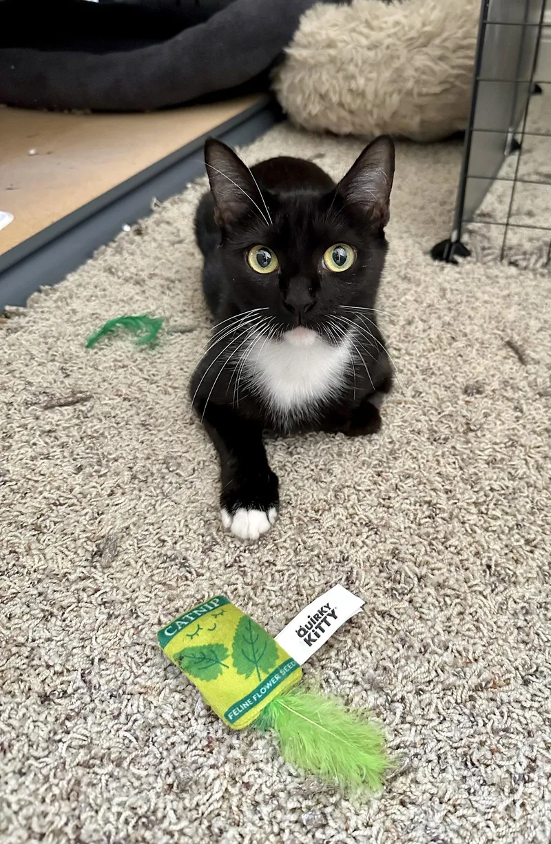 An adult small-sized female Black & White / Tuxedo Domestic Short Hair cat named Ruby for adoption in Longwood, FL