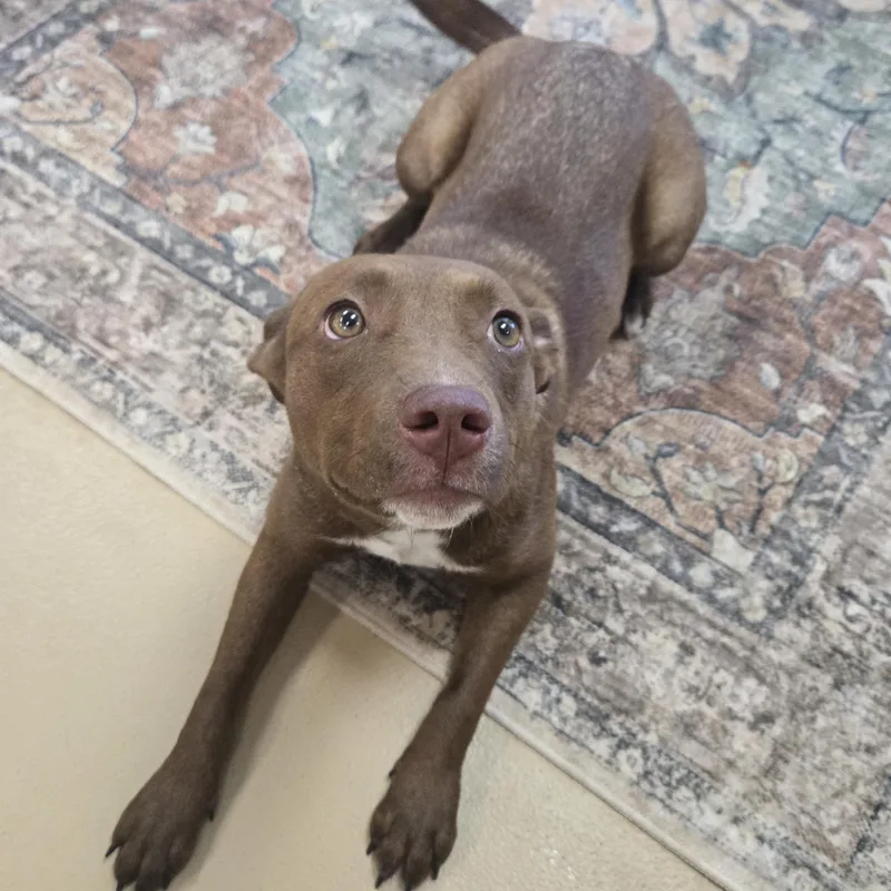 A young medium-sized female Brown / Chocolate Labrador Retriever dog named Laverne for adoption in Xenia , OH