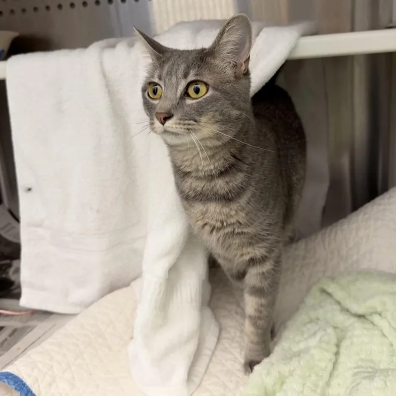 A young medium-sized female Gray / Blue / Silver Domestic Short Hair cat named Penny for adoption in Pittsburgh, PA