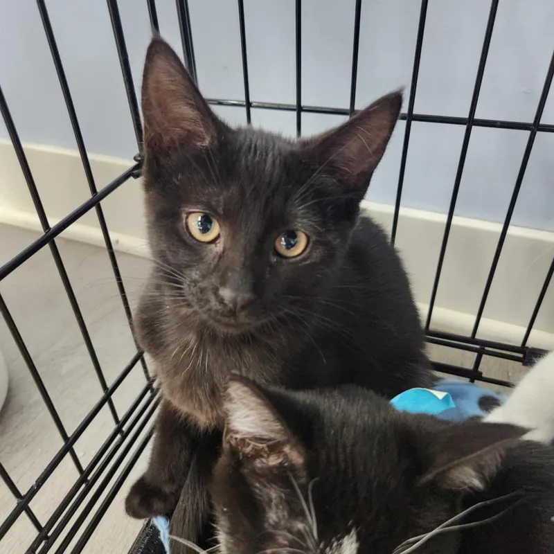 A young small-sized female Domestic Short Hair cat named Patsy for adoption in Portage, MI