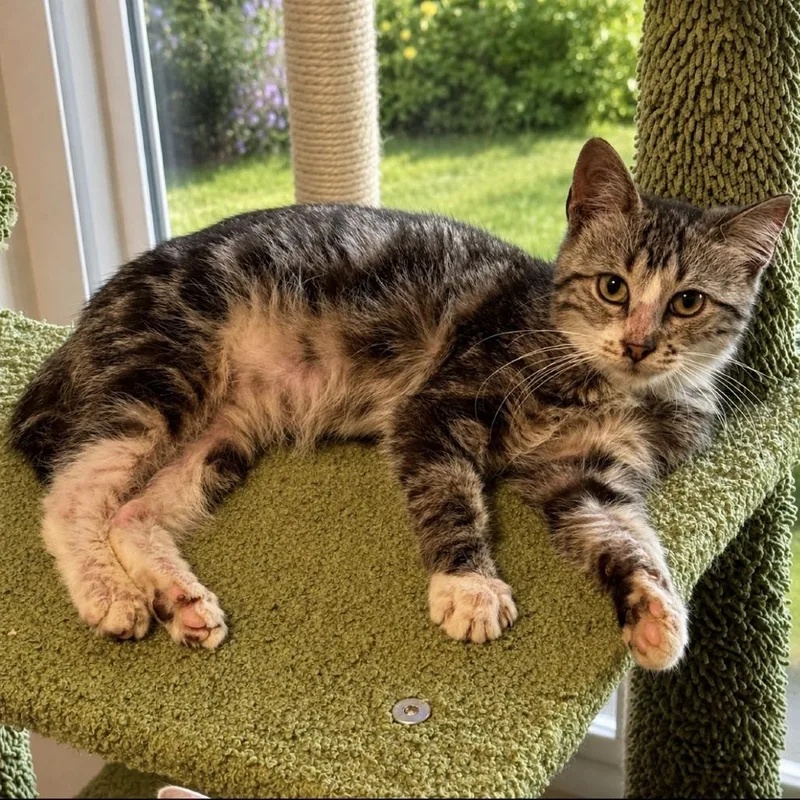 A baby small-sized male Gray / Blue / Silver Domestic Short Hair cat named Kai for adoption in Wichita, KS