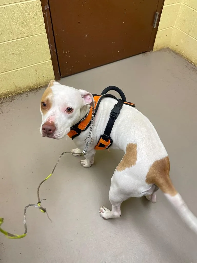 A young medium-sized female American Staffordshire Terrier dog named Angel for adoption in Crossville, TN