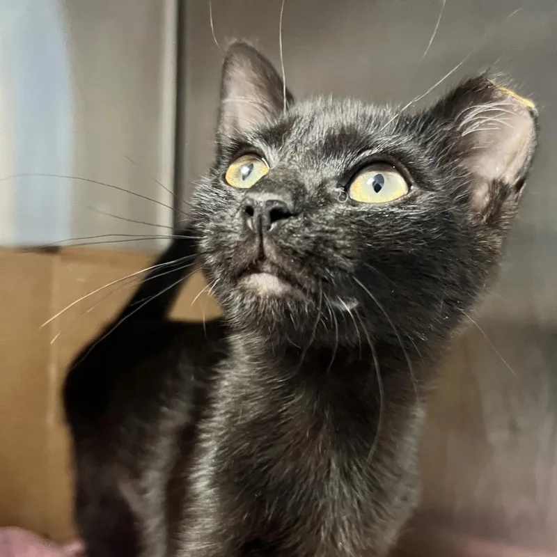 A baby small-sized female Black Domestic Short Hair cat named Mixie for adoption in Oneonta, NY