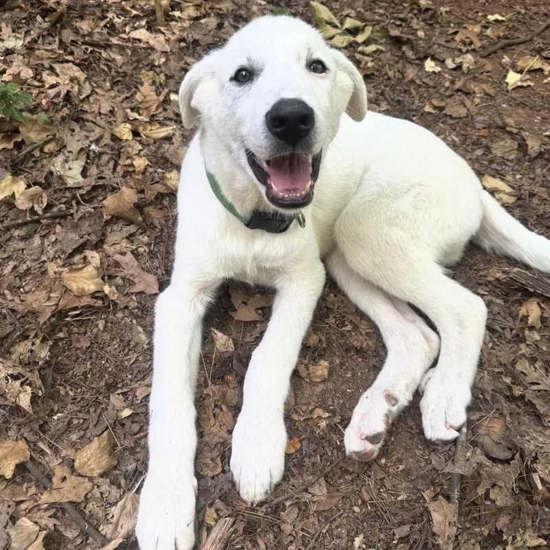 A baby medium-sized male Shepherd dog named Miller for adoption in Charlotte, NC