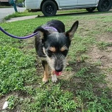 A young small-sized male Black Terrier dog named Bear for adoption in Williston, VT