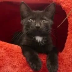 A baby small-sized male Black Domestic Short Hair cat named Gala for adoption in Delaware, OH