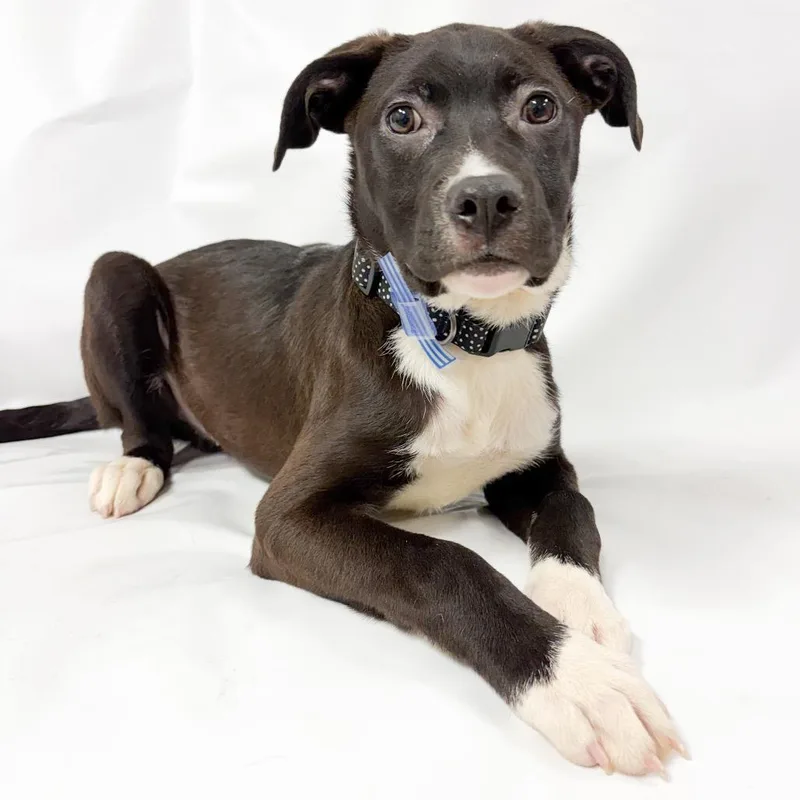 A baby small-sized male Black Labrador Retriever dog named Frankie for adoption in Parker, CO