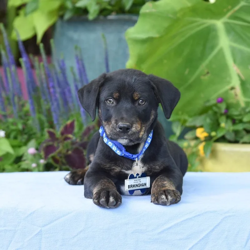 A baby small-sized male Shepherd dog named Birmingham for adoption in Wake Forest, NC
