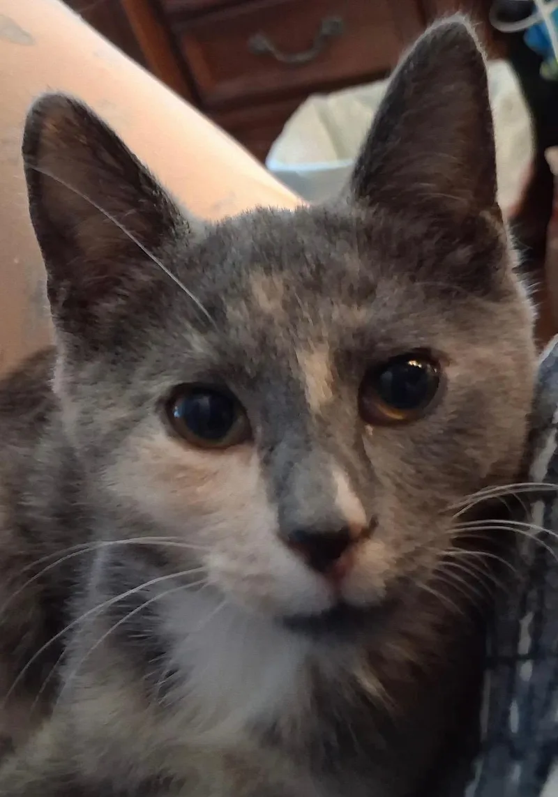 A baby medium-sized female Dilute Tortoiseshell cat named Bella & Rocky for adoption in Seaford, DE