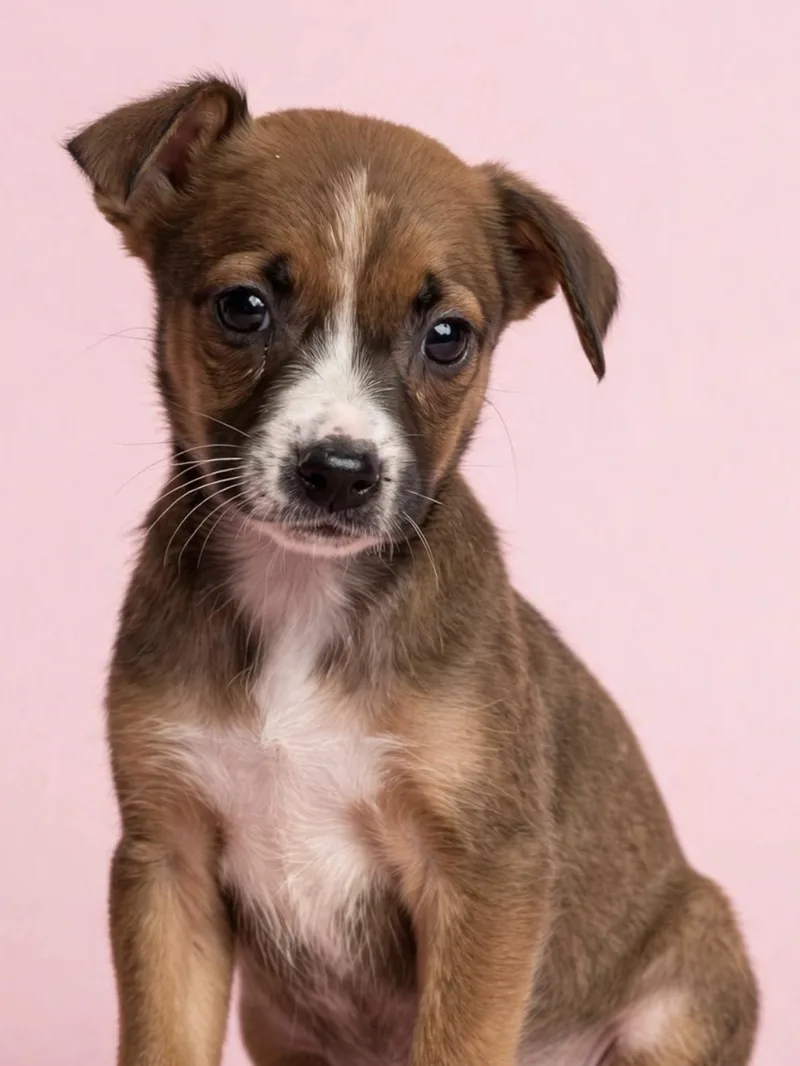 A young medium-sized female Mixed Breed dog named Florida for adoption in Gulfport, MS