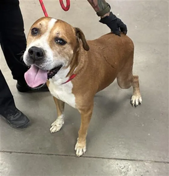 An adult large-sized male Pit Bull Terrier dog named Fantastic for adoption in Phoenix, AZ