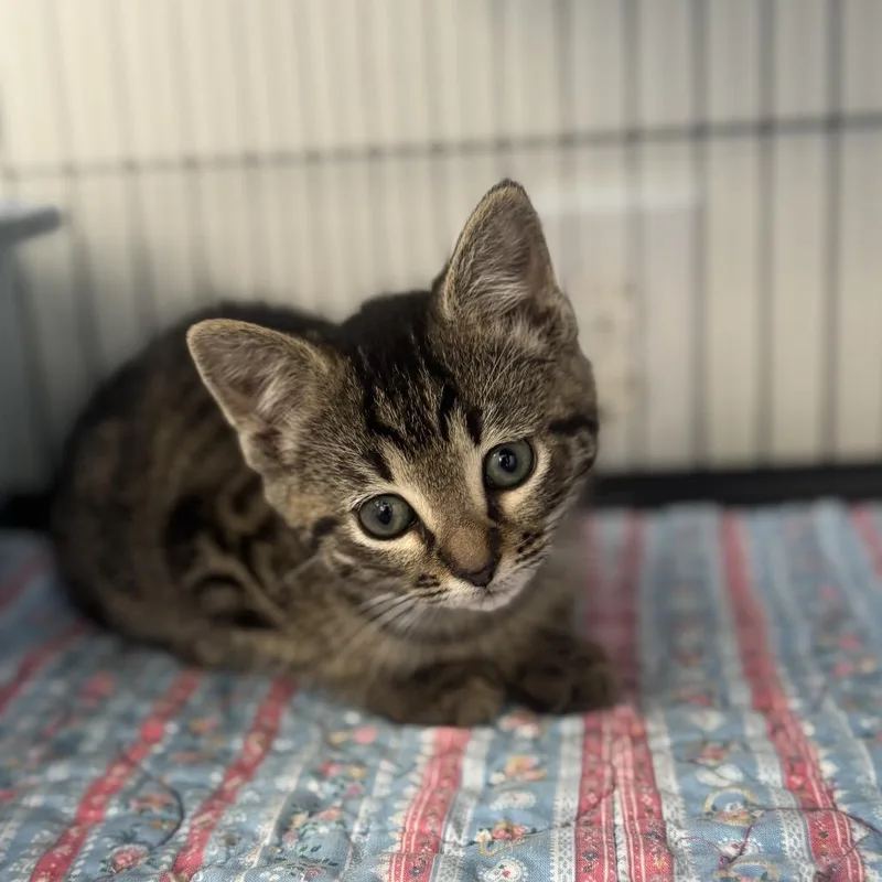 A baby small-sized male Brown / Chocolate Domestic Short Hair cat named Skipper for adoption in Chesapeake, VA
