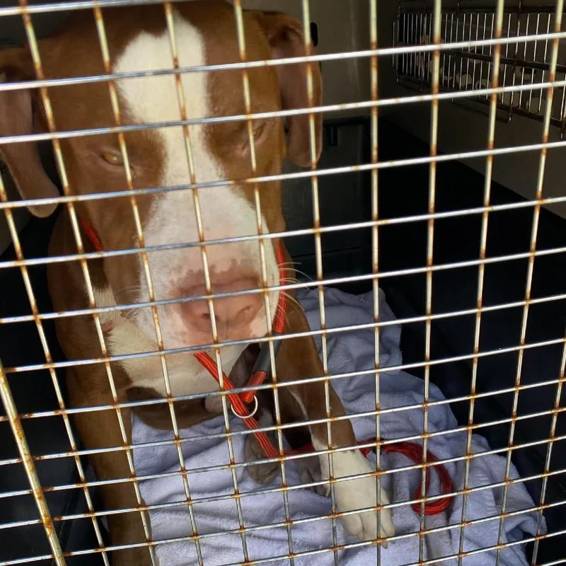 An adult medium-sized male Brown / Chocolate Mixed Breed dog named Riot for adoption in Huntington, WV