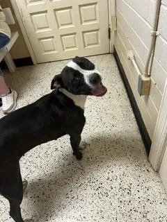 A young medium-sized female Pit Bull Terrier dog named Zuri for adoption in Rocky Mount, NC