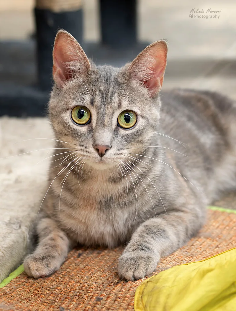 An adult large-sized female Tabby (Gray / Blue / Silver) Domestic Short Hair cat named Destiny for adoption in Saint Marys, PA