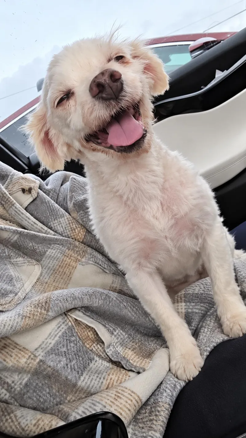 An adult small-sized female Maltese dog named Gummy Bear for adoption in Fiddletown, CA