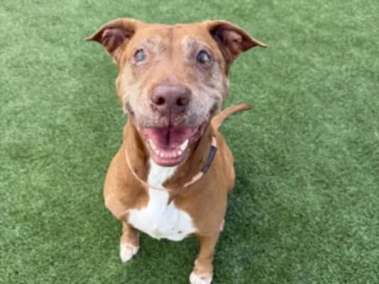 A senior medium-sized female Pit Bull Terrier dog named Gabbana for adoption in Los Angeles, CA