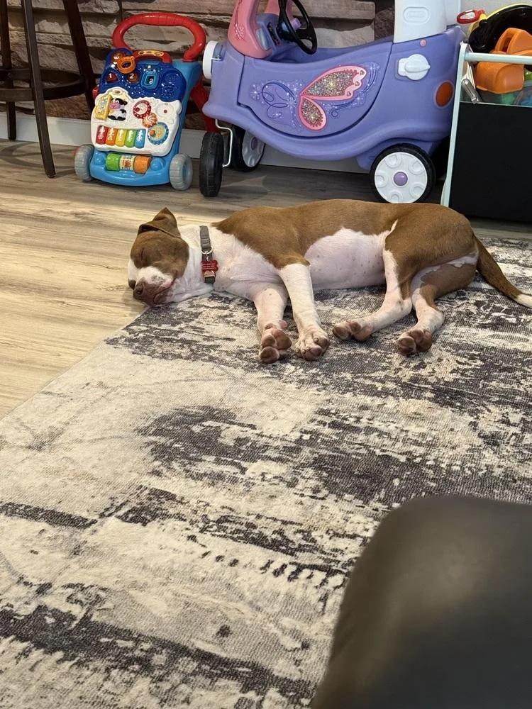 A young medium-sized male Tricolor (Brown, Black, & White) Staffordshire Bull Terrier dog named Dodger for adoption in Colorado Springs, CO
