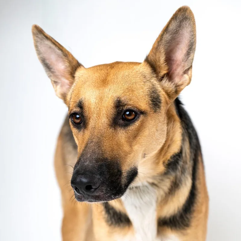 A young medium-sized female Brown / Chocolate German Shepherd Dog dog named Skipper for adoption in Palm Springs, CA