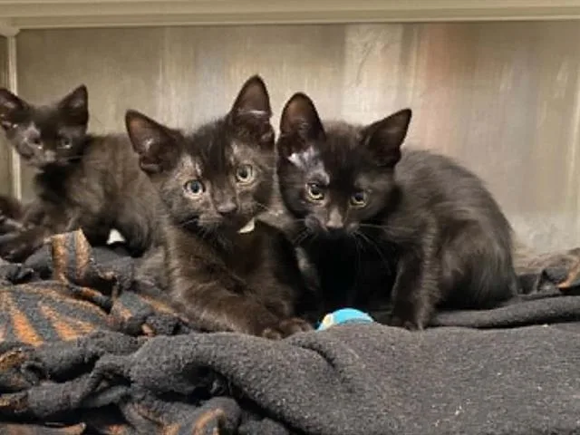 A baby small-sized male Domestic Short Hair cat named Edmund for adoption in Tustin, CA