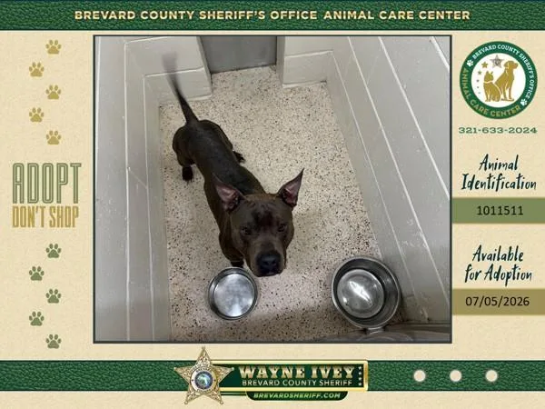An adult large-sized male Mixed Breed dog named Gator for adoption in Melbourne, FL
