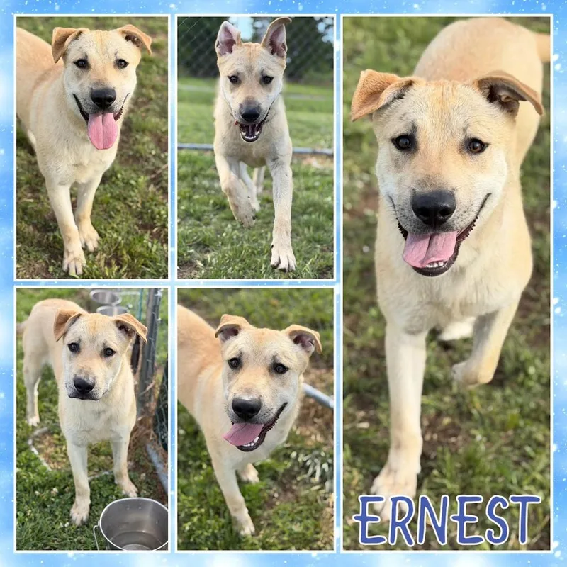 A baby large-sized male Labrador Retriever dog named Earnest for adoption in Greenfield, IN
