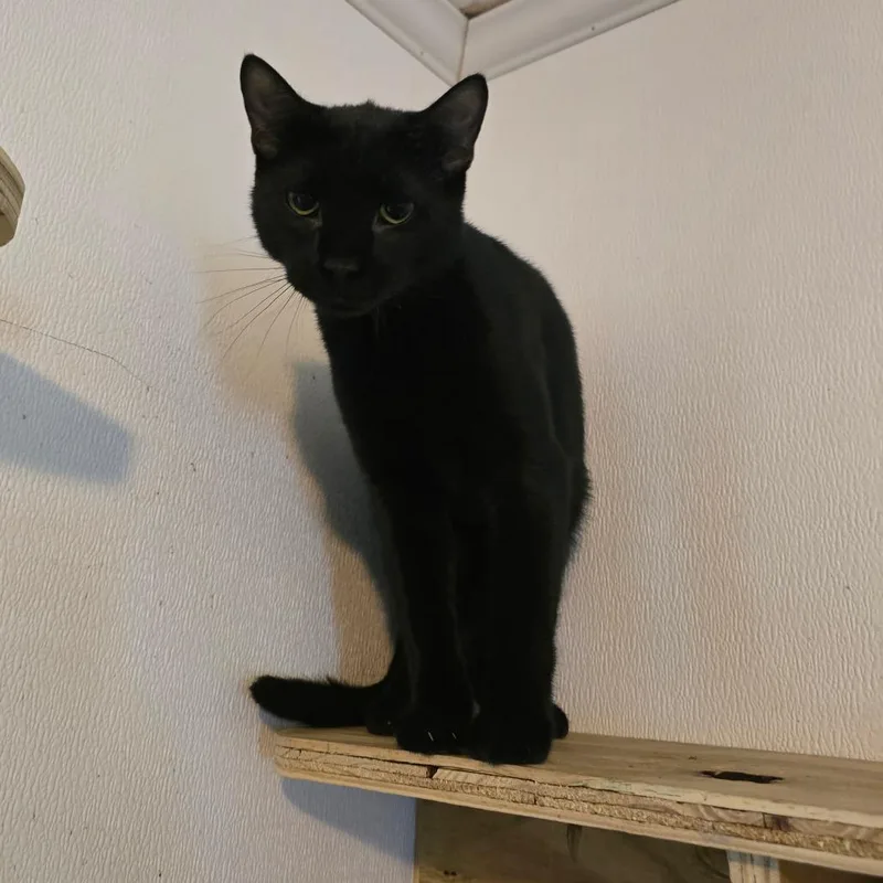 Chili Pepper thumbnail 3