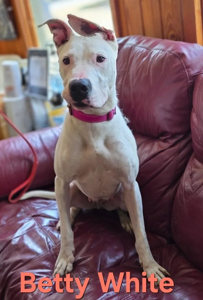 An adult large-sized female Terrier dog named Betty White for adoption in Rutherfordton, NC