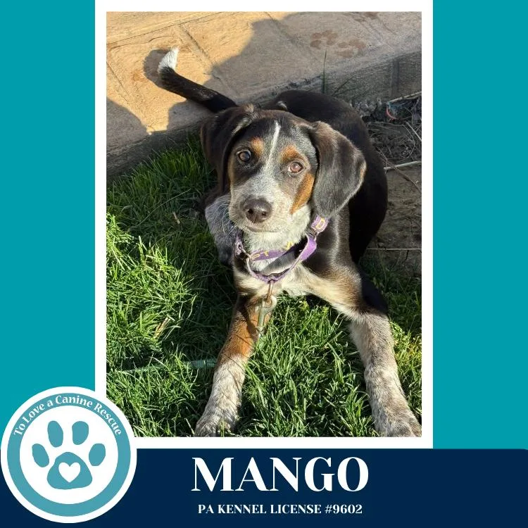 Mango
