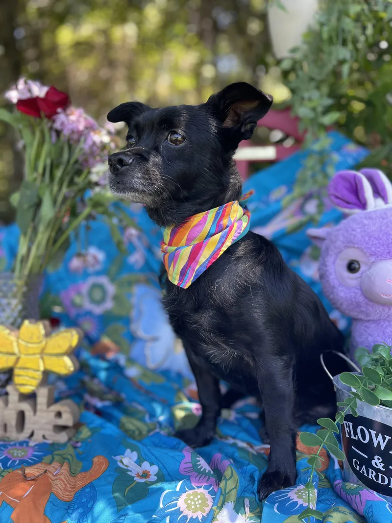 A senior small-sized female Chihuahua dog named Elsa for adoption in Sebring, FL