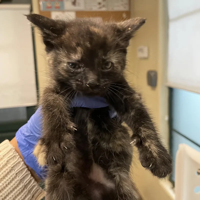 A baby small-sized female Tortoiseshell Domestic Short Hair cat named Jellybean for adoption in Pasadena, CA