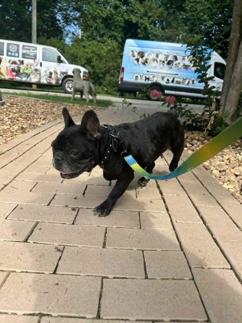 An adult medium-sized female French Bulldog dog named Ziggy for adoption in Bradenton, FL