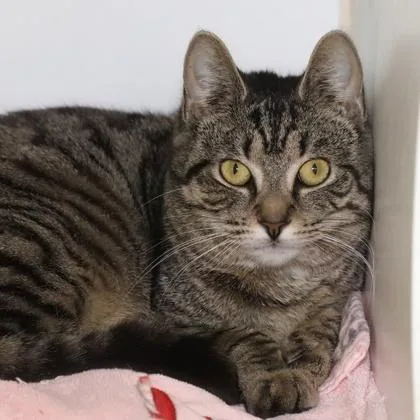 Black Horse Pike thumbnail 2