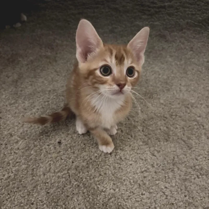 A baby small-sized male Orange / Red Domestic Short Hair cat named Ranch Wrap for adoption in Fort Worth, TX
