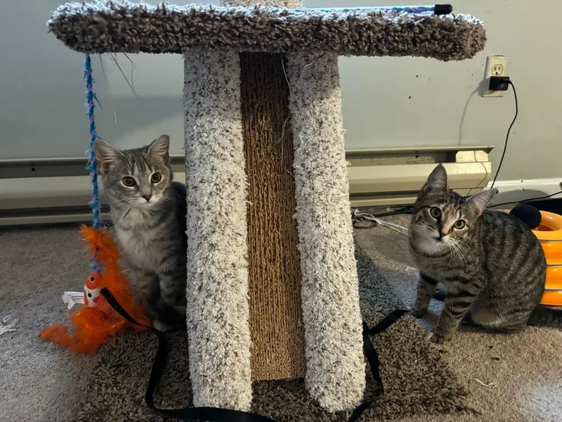 A baby small-sized female Domestic Short Hair cat named Mira for adoption in Groveland, MA