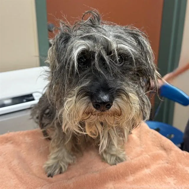An adult small-sized male Schnauzer dog named Bishop for adoption in Rancho Cucamonga, CA
