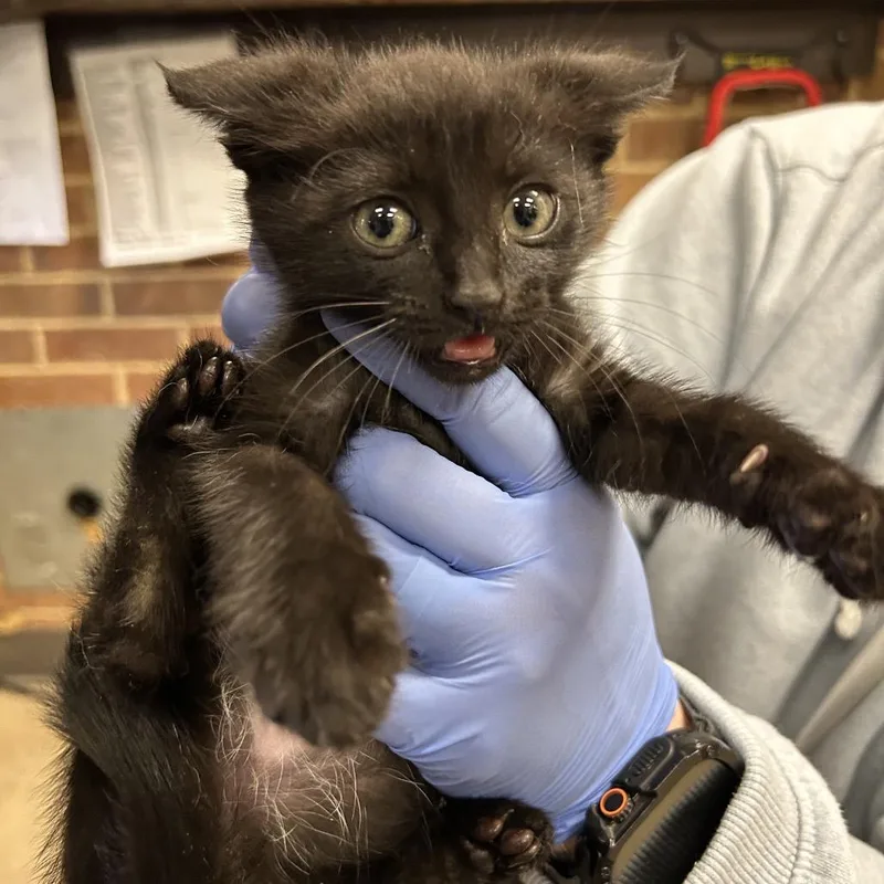 A baby small-sized female Black Domestic Short Hair cat named Bessie for adoption in Birmingham, AL