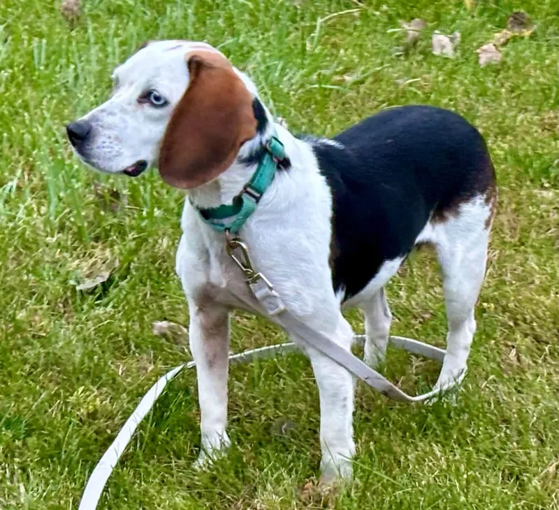 An adult small-sized female Beagle dog named Penny for adoption in Orland Park, IL