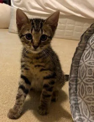 Tiger Tail