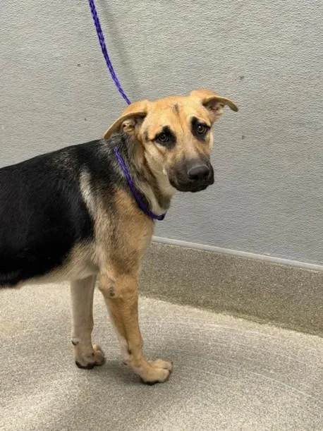 A young medium-sized female German Shepherd Dog dog named Magnolia for adoption in Las Vegas, NV