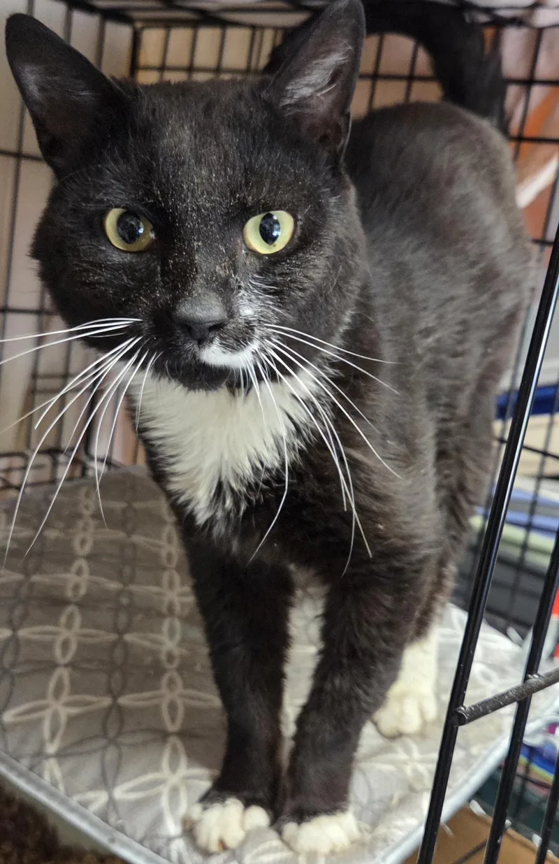 An adult medium-sized male Black & White / Tuxedo Domestic Short Hair cat named Wendell for adoption in Mansfield Center, CT