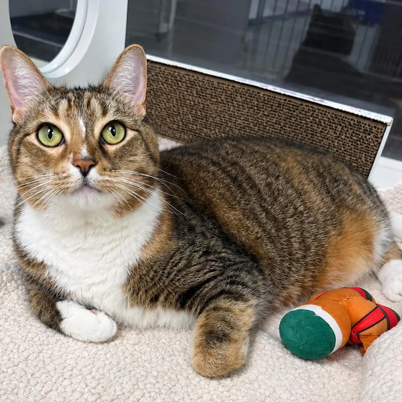 An adult large-sized female Calico Domestic Short Hair cat named Annie for adoption in West Palm Beach, FL