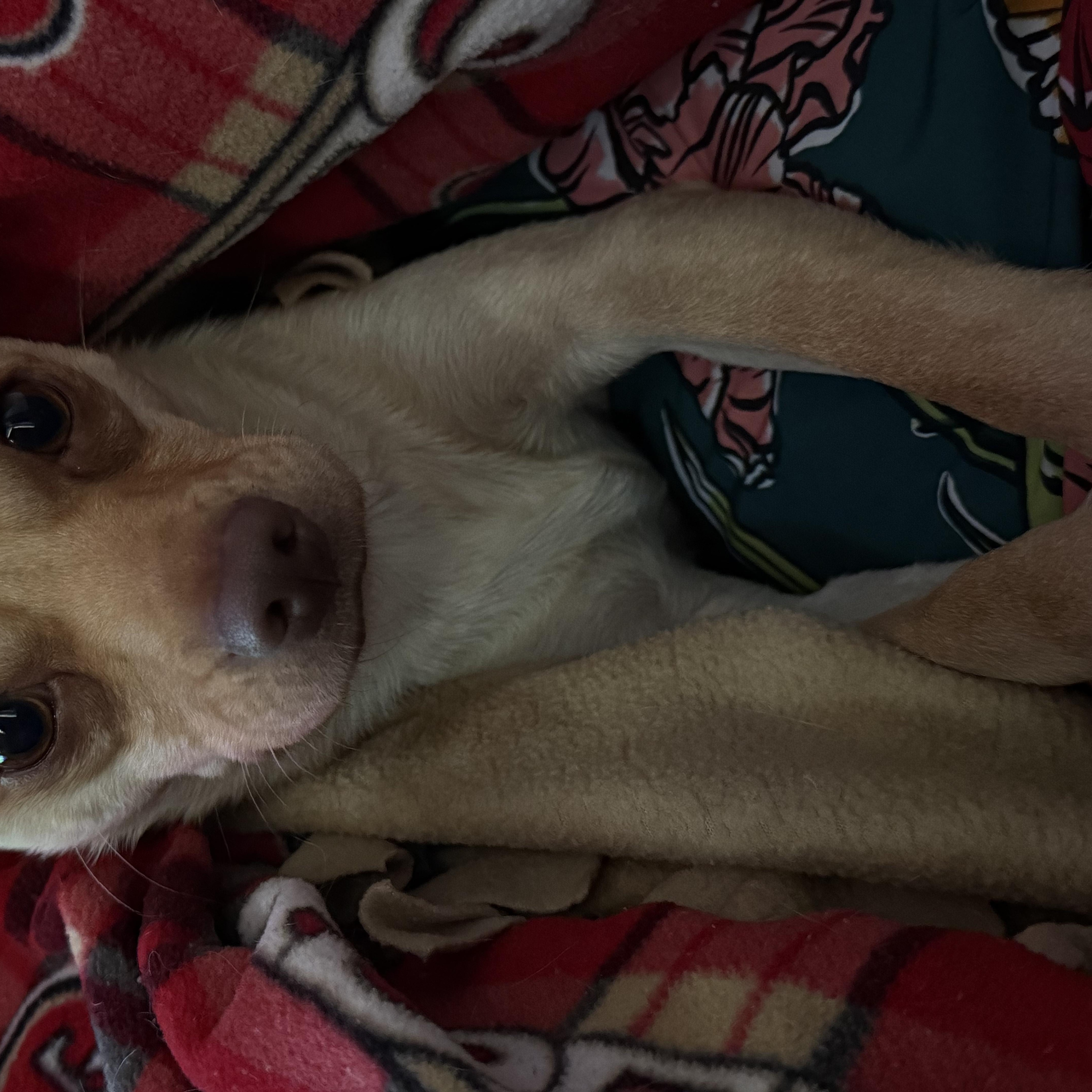A young small-sized male Apricot / Beige Chihuahua dog named Sonic for adoption