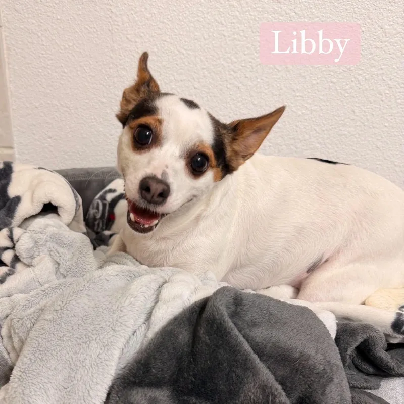 Liberty thumbnail 3