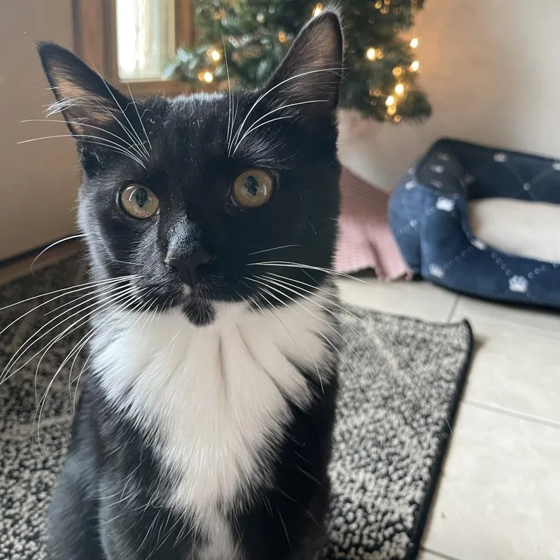 A young medium-sized male Black Domestic Short Hair cat named Ollie for adoption in South Elgin, IL