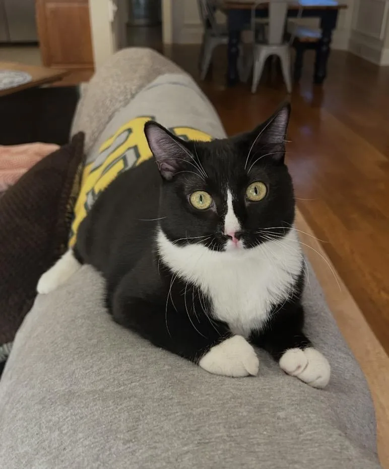 A young medium-sized female Black & White / Tuxedo Tuxedo cat named Gigi for adoption in Mobile, AL