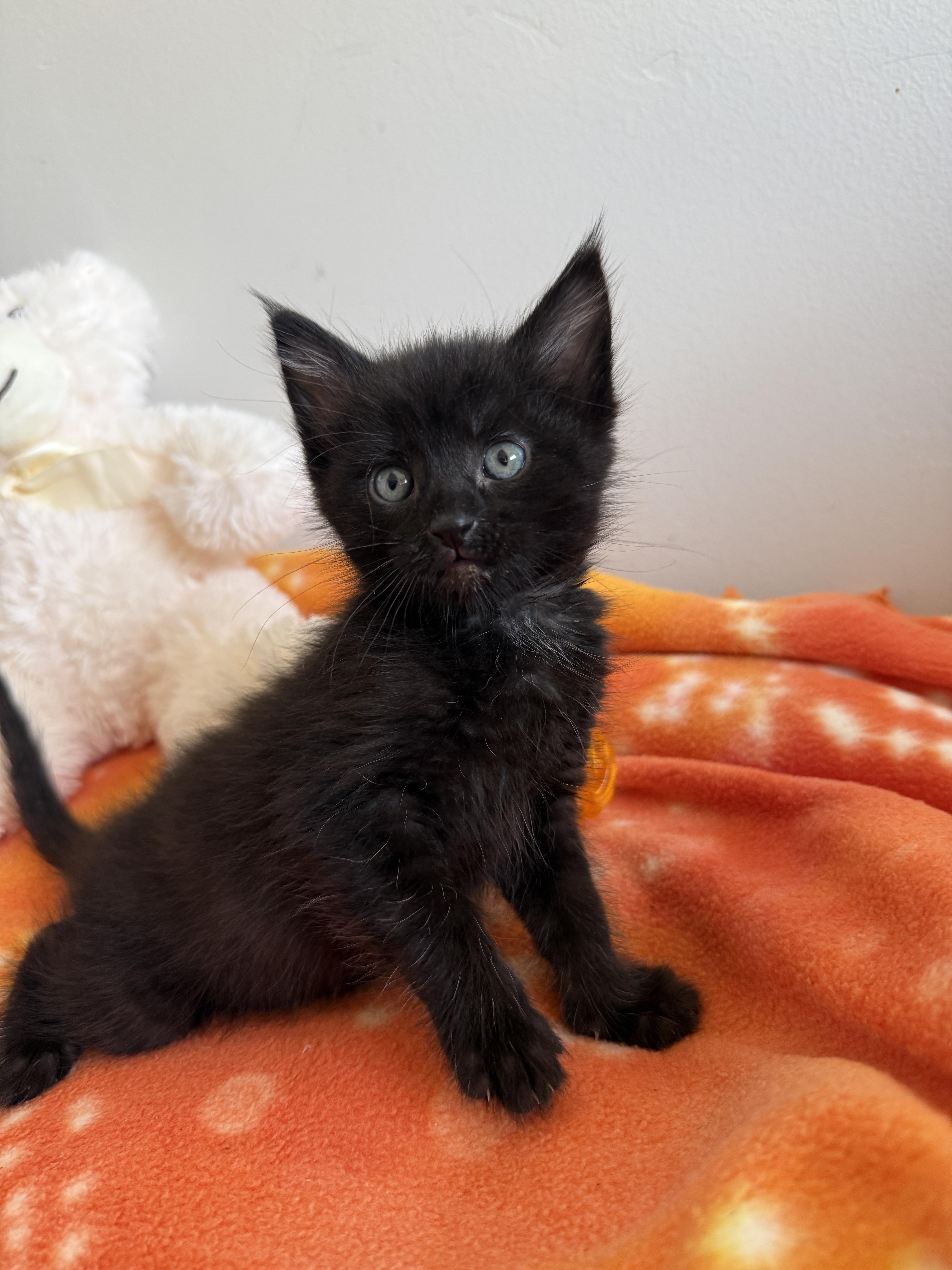 A baby medium-sized male Black Domestic Short Hair cat named Sirius for adoption in Fruit Heights, UT