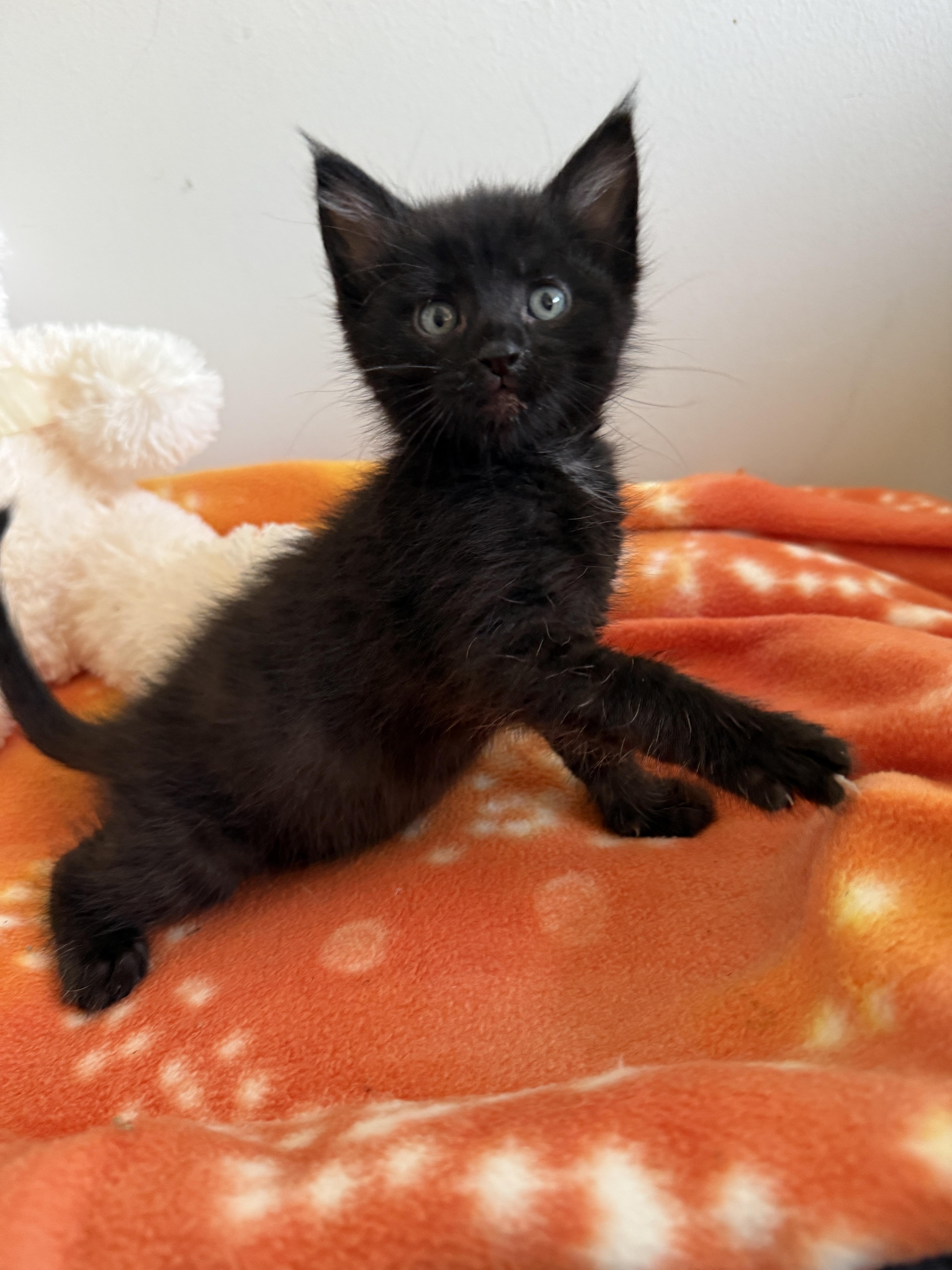 Sirius thumbnail 3